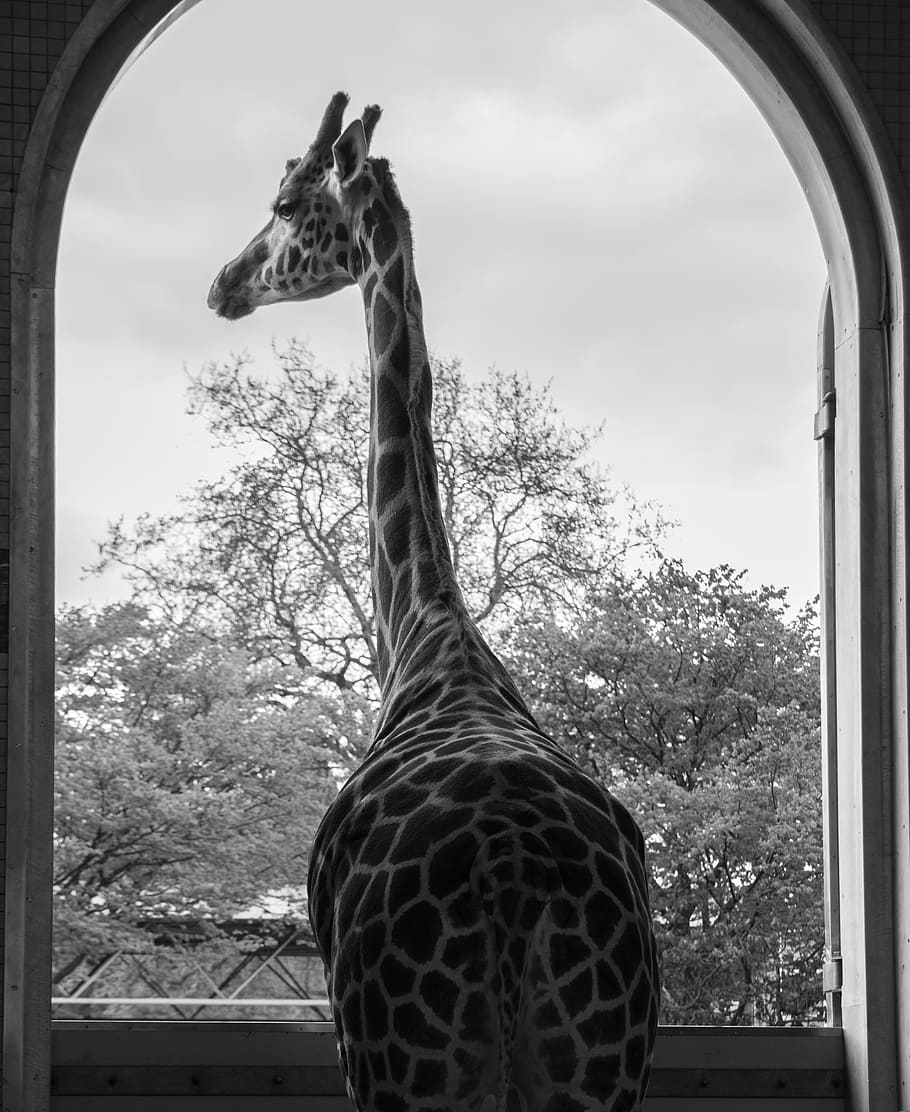 giraffe, london zoo, animal, england, one animal, animal themes, sky, day, nature, animal wildlife