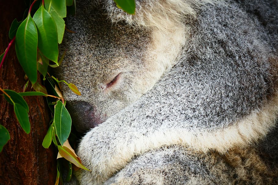 koala, australia, sleep, animal, tree, wildlife, nature, cute, bear, eucalyptus