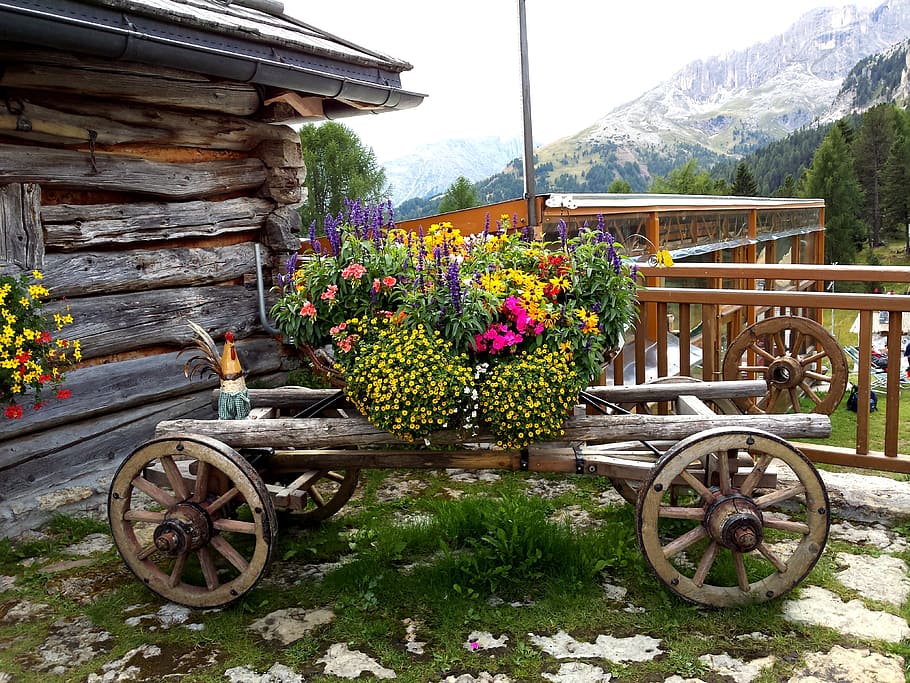Fiori, montagne, brown wooden carriage, plant, flower, flowering plant, mountain, nature, beauty in nature, day