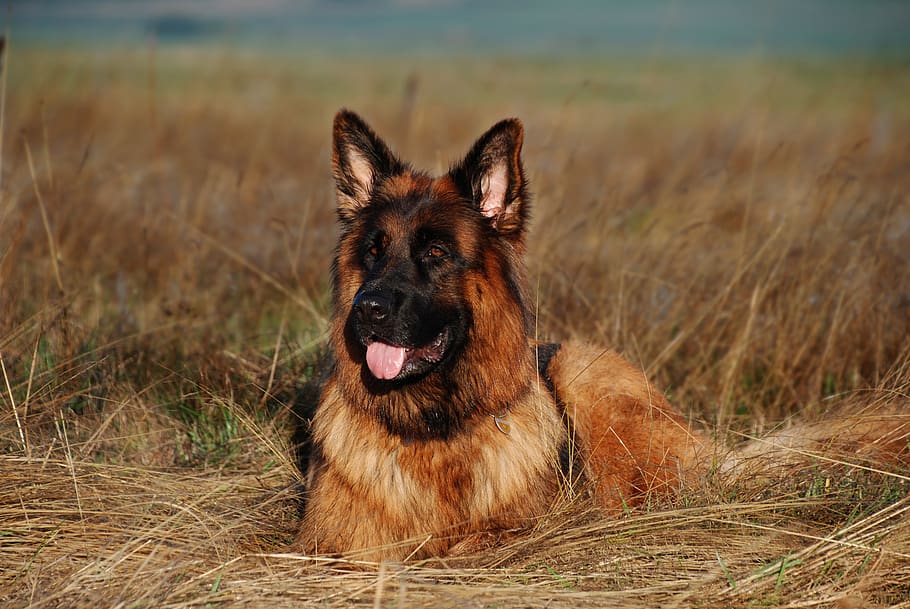 schäfer dog, dog, sea, lake, water, vacations, holidays, fun, pet, animal