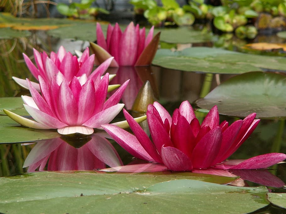 selective, focus photo, pink, selective focus, Lotus flower, aquatic plant, nature, nuphar, water Lily, lotus Water Lily