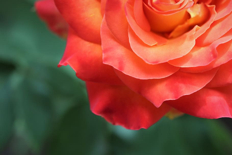 red yellow rose, alinka, blooming, colorful, petals, flower, spring, nature, outdoor, flowering plant