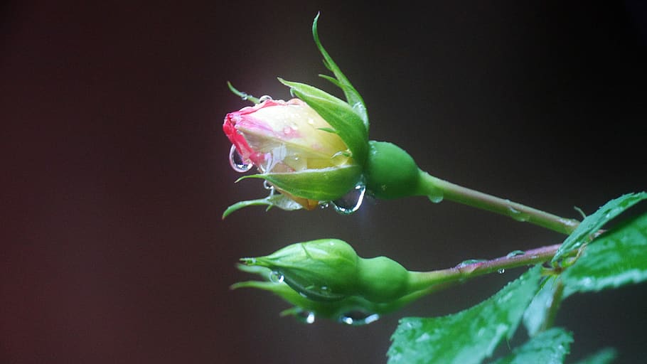 rose, a rainy day, shower, flower garden, raindrops, flowers, leaf, rose petals, green, dew