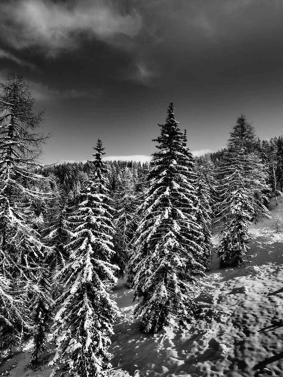 foto em escala de cinza, pinheiros, coberto, esqui, neve, pista de decolagem, esportes de inverno, pista de esqui, esquiador, teleférico