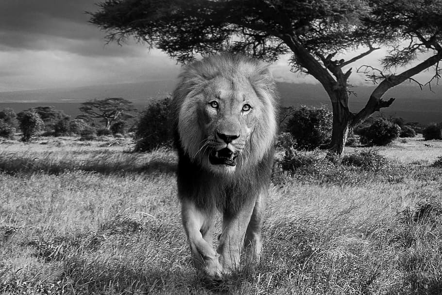 greyscale photo, lion, trees, nackground, africa, wildcat, predator, national park, animal world, safari