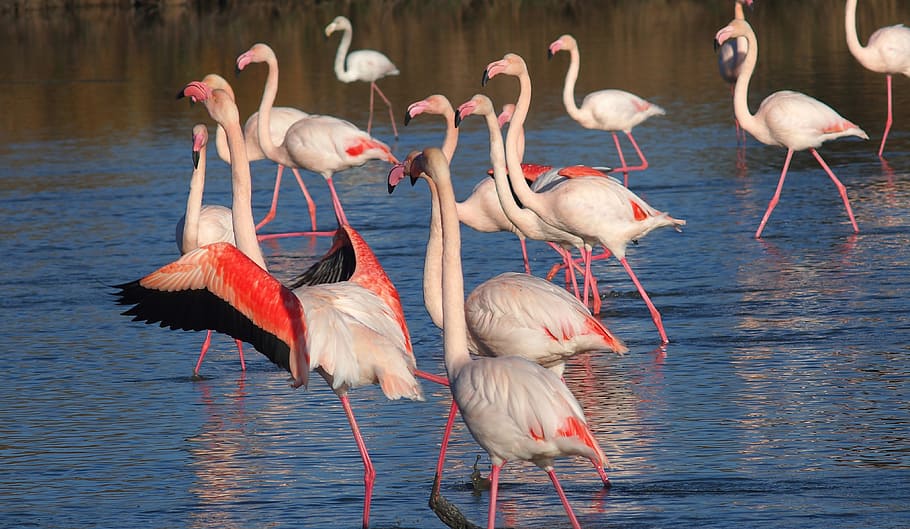 Flamingos, Nature, Animals, Camargue, flamingo, bird, animals in the wild, animal wildlife, water, animal themes