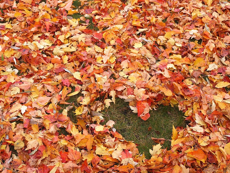 Outono, amor, coração, folhas caídas, folhas vermelhas, folha, natureza, amarelo, estação, laranja cor
