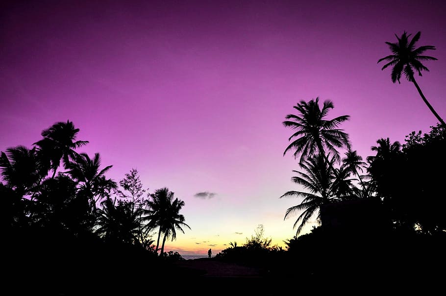 purple, sky, tree silhouette photo, atoll, beach, couple, destination, holiday, honeymoon, island
