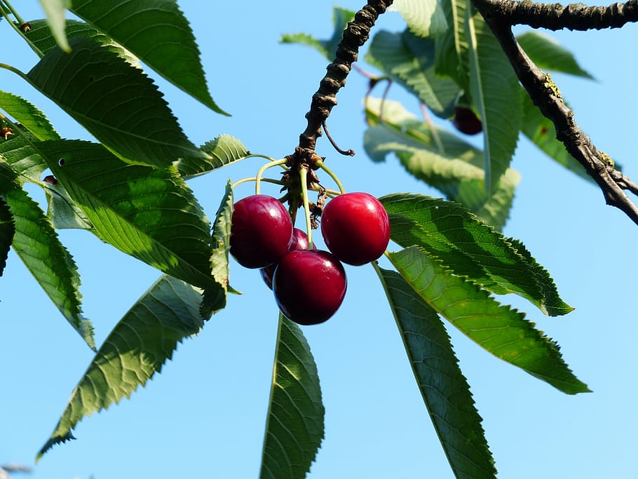 cherry, sweet cherry, red, fruit, healthy, leaves, branch, summer, delicious, fruity