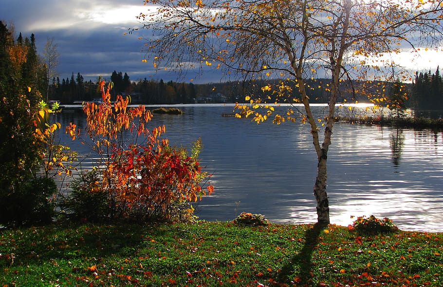 kuning, berdaun, pohon, seberang, tubuh, air, lanskap musim gugur, danau, daun, warna