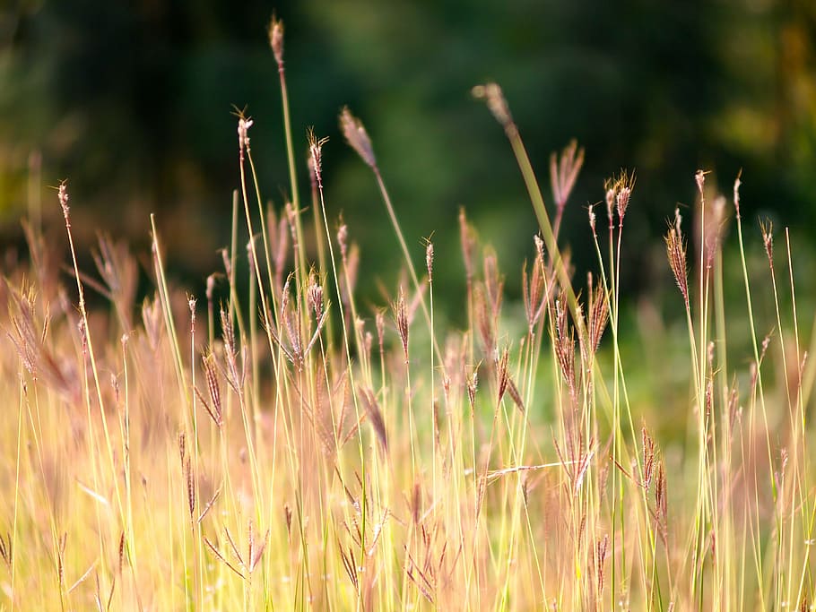 superficial, foto de enfoque, hierba, cerrar, ver, trigo, campo, flores, naturaleza, sin gente