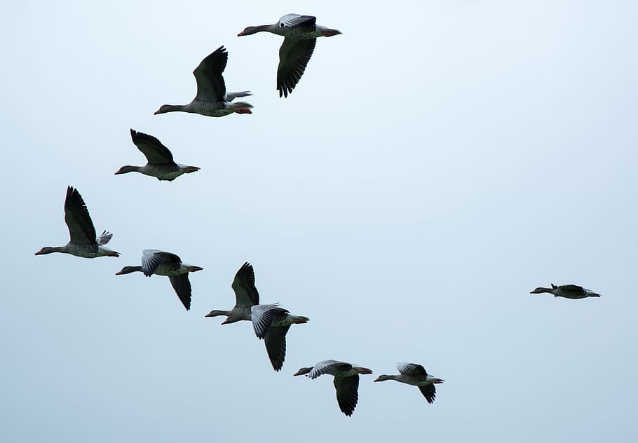 patos voadores cinza e preto, formação, aves migratórias, gansos, gansos selvagens, bando de pássaros, enxame, voar, pássaros, céu