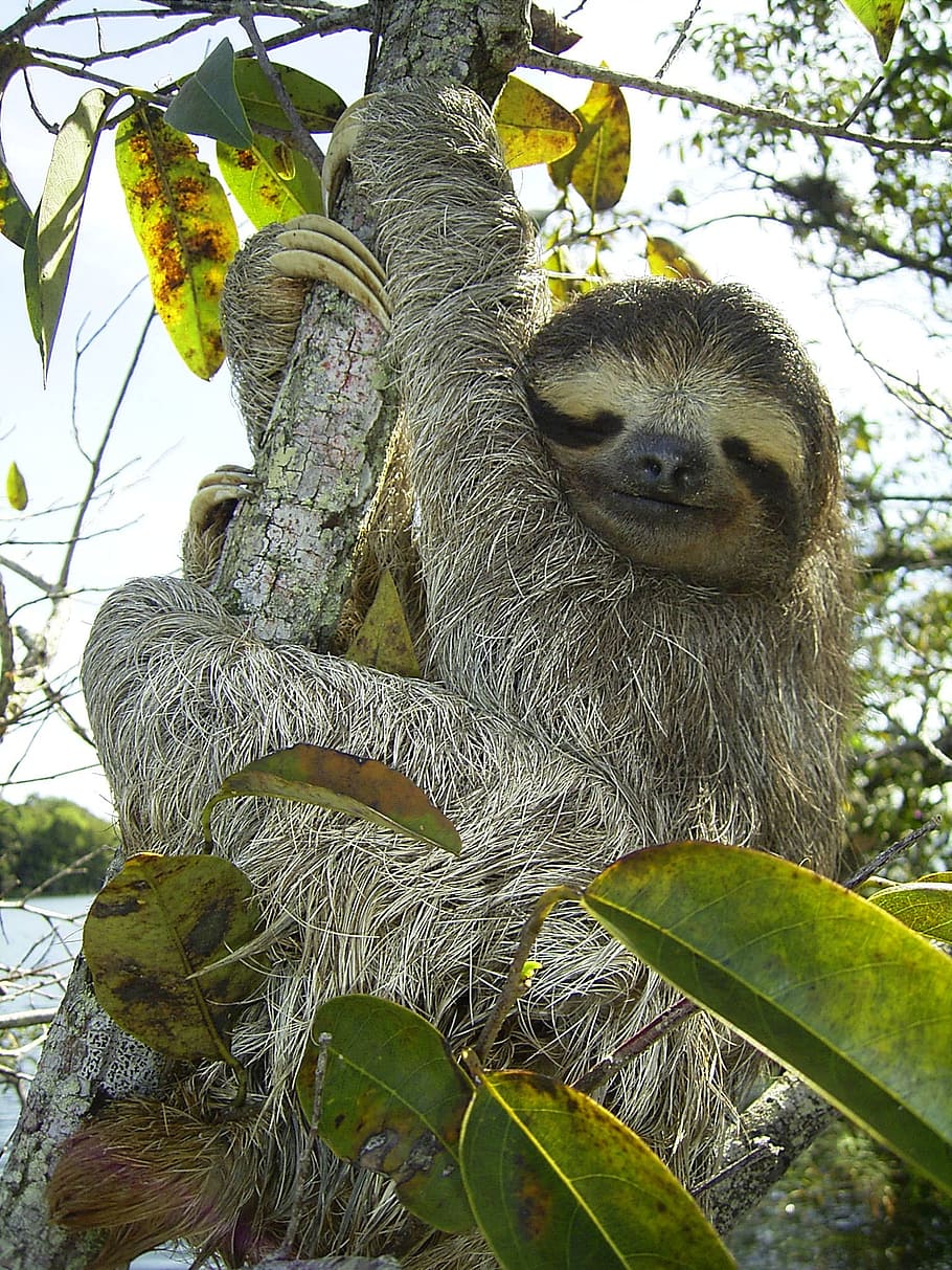 sloth, tree strem, pygmy sloth, bradypus pygmaeus, three toed sloth, bradypodidae, panama, mammal, climb, lazy