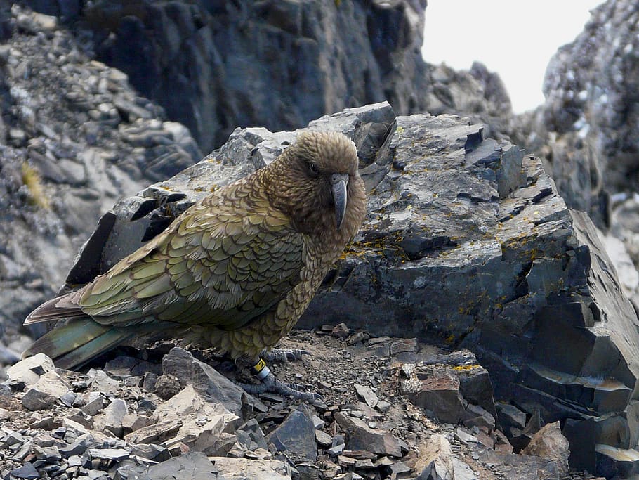 new zealand, avalanche peak, parrot, bird, summer, mountains, travel, green, kea, animal themes