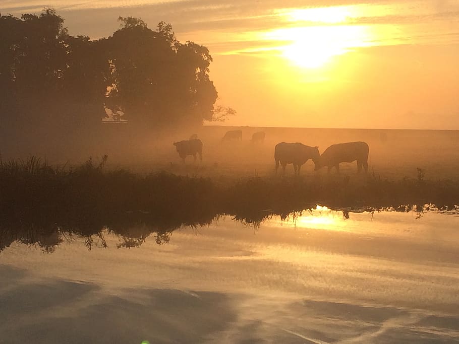 sunrise, cows, fog, meadow, landscape, morning sun, field, sun, morning, tomorrow