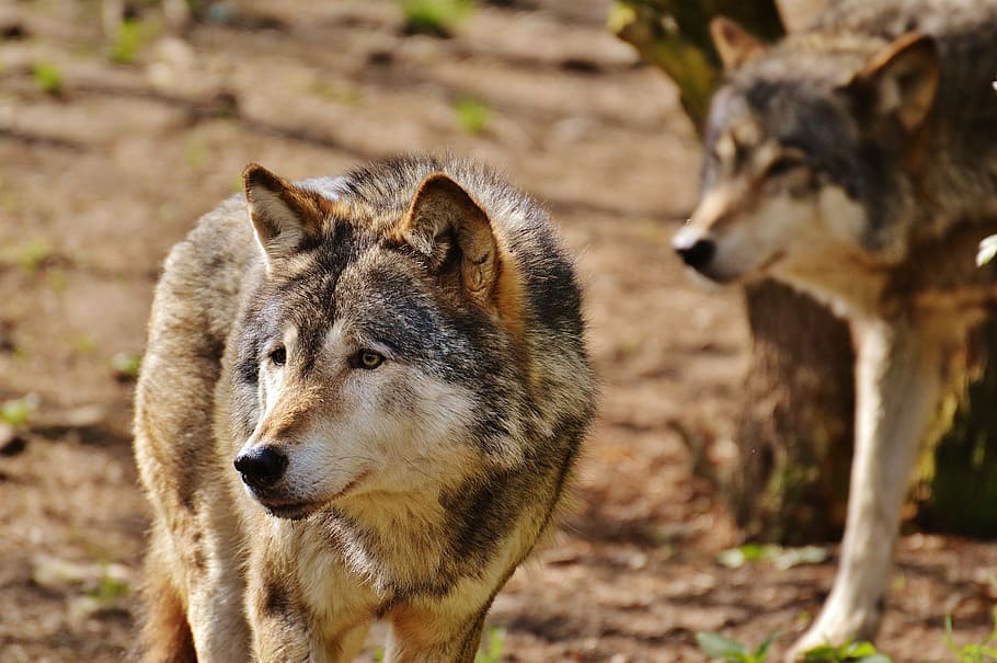 灰色 茶色 オオカミ クローズアップ写真 昼間 野生動物 捕食者 自然 動物 鹿公園 Pxfuel