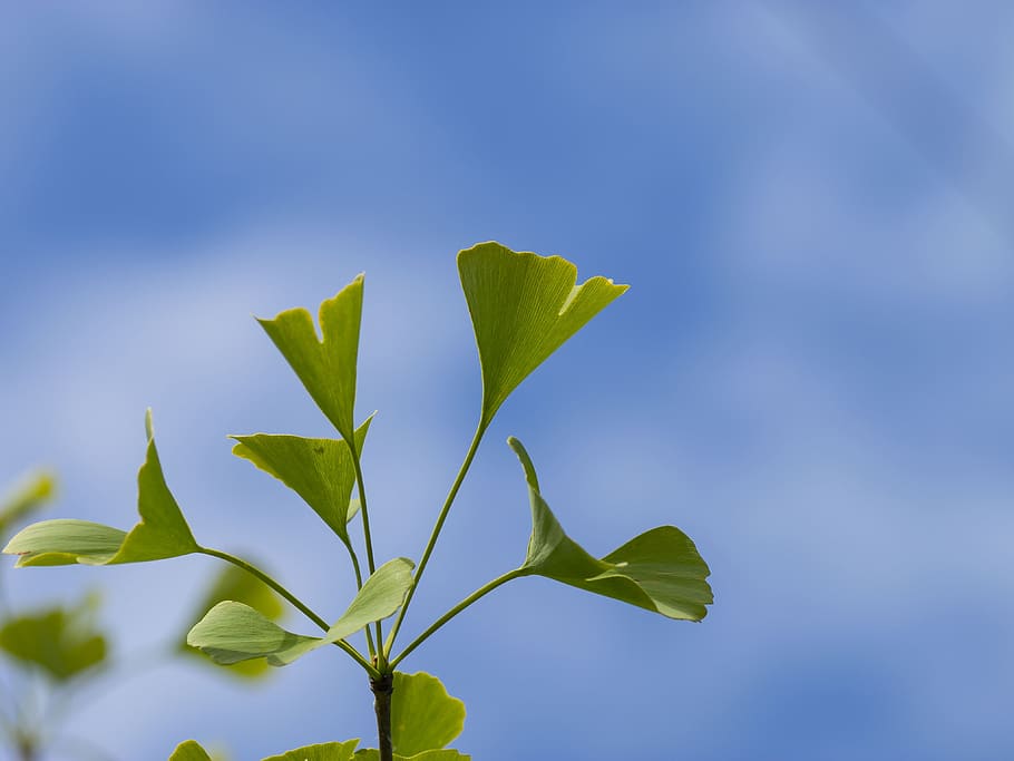trees, ginkgo, maidenhair tree, apricot silver, ginkgo biloba, foliage, leaves, plants, branches, flora