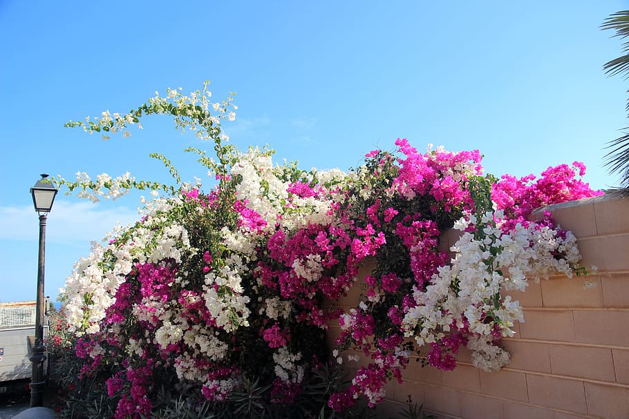 Buganvilla, flor, arbusto, jardín, rosa, blanco, color rosa, sin gente,  día, al aire libre | Pxfuel