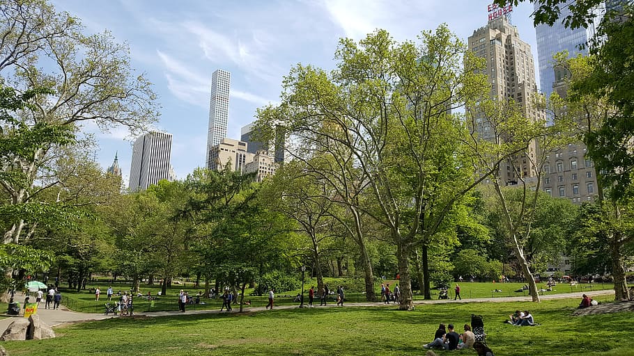 New York, View, Central Park, Manhattan, pencakar langit, taman - Ruang Buatan Manusia, Adegan perkotaan, kota, Tempat terkenal, pohon