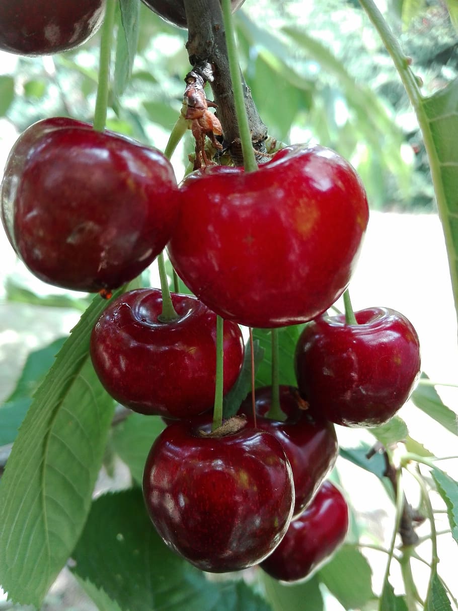 cherries, fruit, red, vitamins, sprig, food and drink, food, healthy eating, growth, close-up