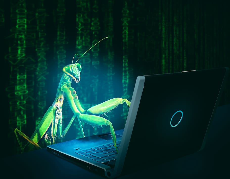bug, virus, computer, hack, hacking, infect, internet, technology, digital, code