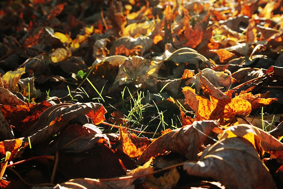 outono, folhas, piso da floresta, novembro, outubro, humor, close-up, folha, parte da planta, mudança