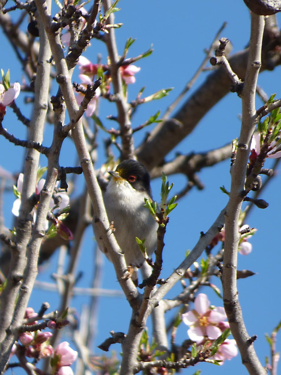 sardinian warbler, tallarol capnegre, bird, flowering branches, almond tree, branch, one animal, tree, animal wildlife, low angle view
