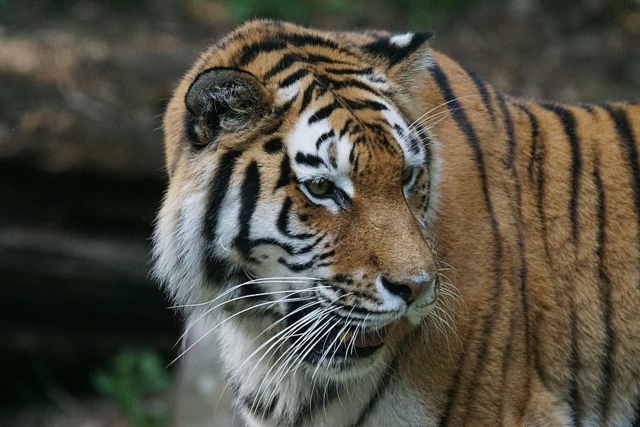 focus photography, tiger, amurtiger, predator, cat, carnivores, siberian, dangerous, watch, zoo