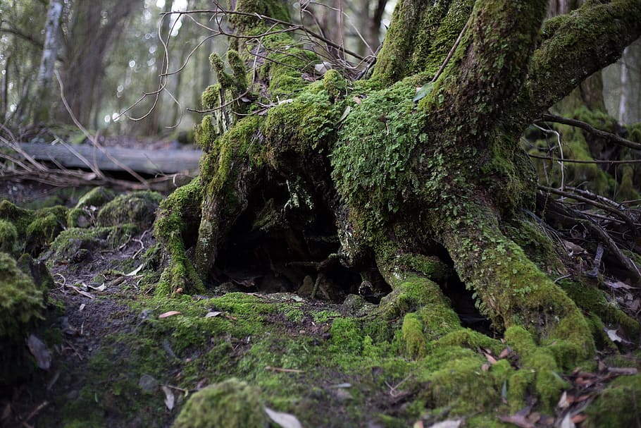 shallow, focus photography, tree roots, tree, forest, moss, landscape, nature, forest trees, trunk