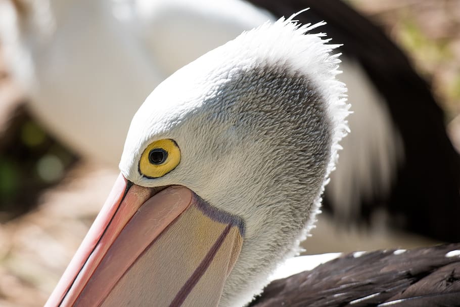 pelican, eye, bird, wildlife, animal, feather, head, animal themes, vertebrate, animals in the wild