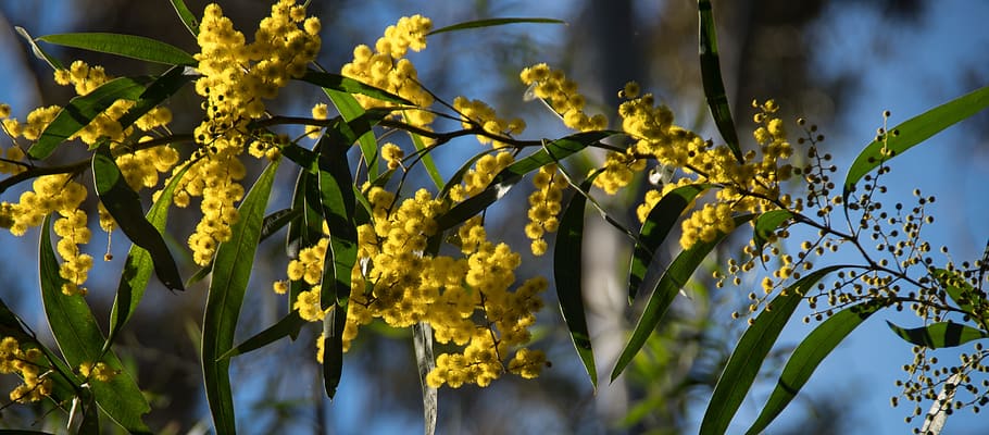 acacia, wattle, flowers, yellow, fluffy, australian native, many, plant, flower, beauty in nature