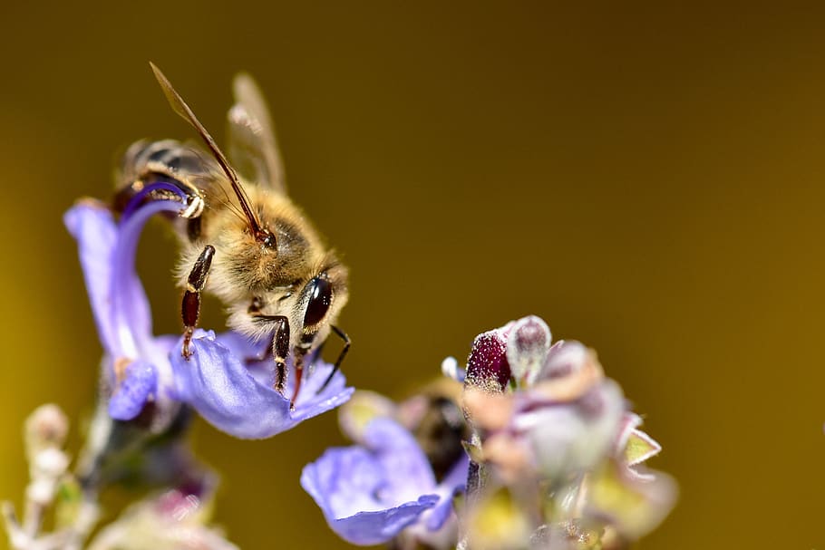 bee, honeybee, pollen, pollination, nature, garden, flower, lavender, spring, flowering plant