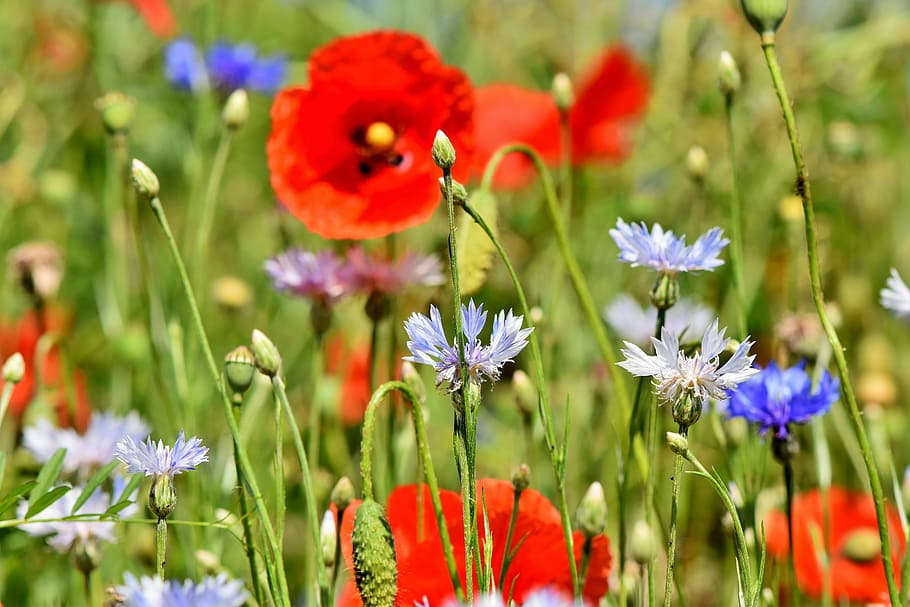 blue, red, flower field, alpine cornflower, centaurea montana, flower, field of flowers, poppy, blossom, bloom
