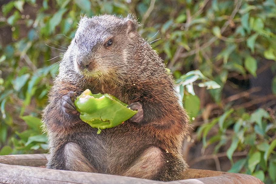 beaver, eat, water, food, healthy, cute, nutrition, sitting, bless you, animal themes