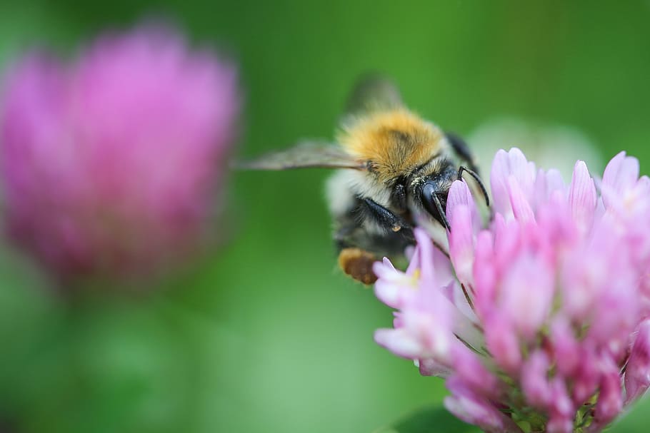 tutup, Bumblebee, Semanggi, Close Up, lebah, bunga, serangga, alam, penyerbukan, makro