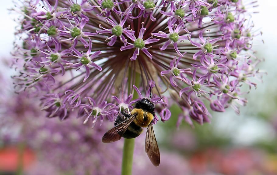 decorative garlic, head, insect, bee, nature, purple flower, closeup, flower, flowering plant, animal themes