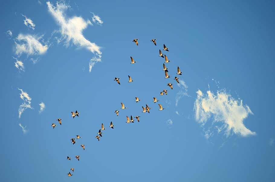 wild geese, migratory birds, swarm, sky, clouds, flock of birds, geese, formation, flying, cloud - sky