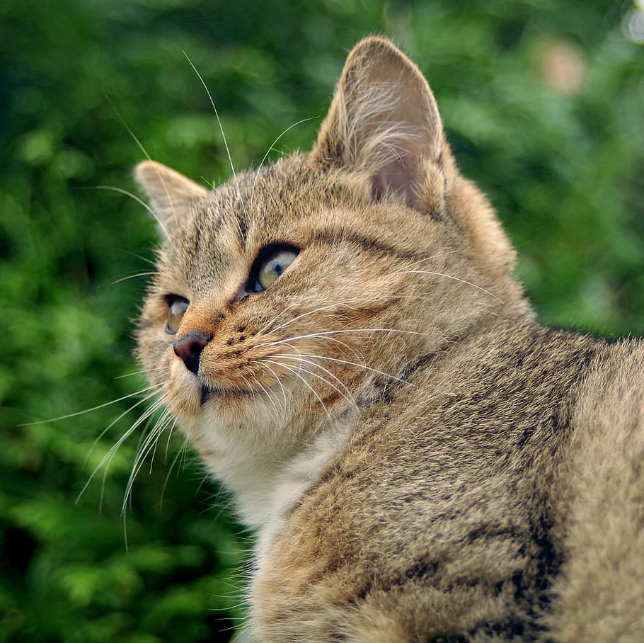 cat, animals, look, observe, mammals, charming, fur, nature, eye, looking for