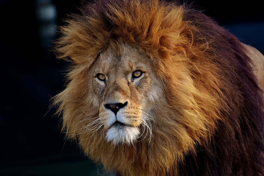 brown lion, lion, predator, dangerous, mane, cat, male, zoo, wild animal, africa