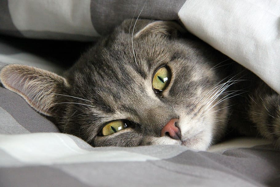 silver tabby cat, rest, cat, cute cat, pets, striped cat, cute, cat face, portrait, sleep