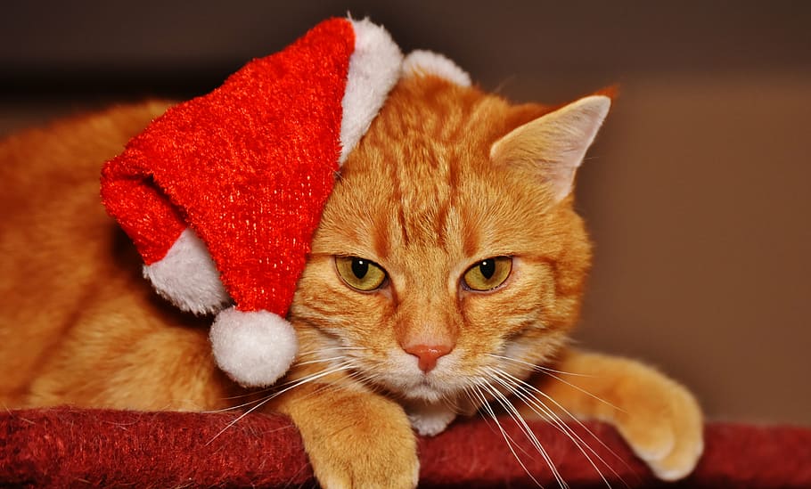 orange, tabby, cat, wearing, santa hat, red, christmas, funny, cute, mackerel
