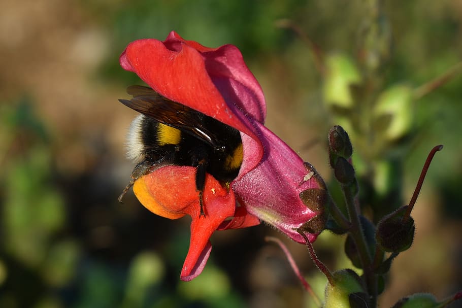 snapdragon, flower, garden, pollination, flora, plant, pink, antirrhinum, botany, bumblebee