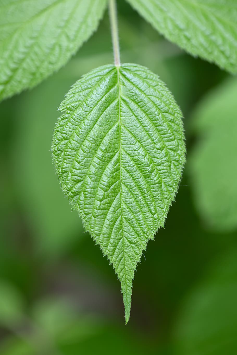 macro, plant, leaf, natural, texture, nature, leaves, green, background, growth