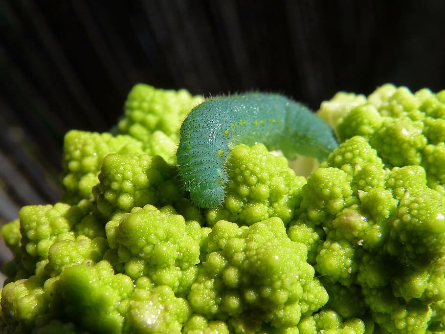 caterpillar, broccoli, worm, plague, vegetable, green color, food and drink, food, healthy eating, wellbeing