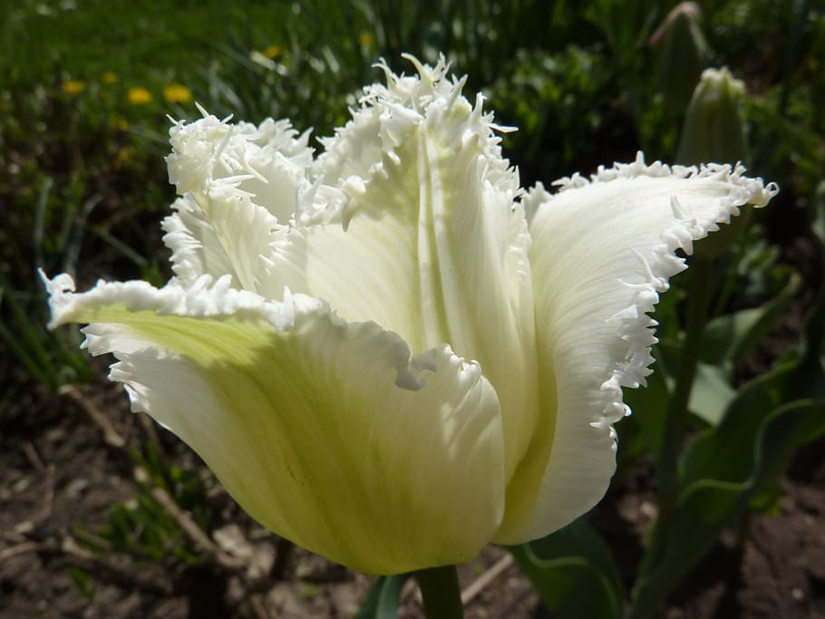 Tulip, Spring, white blossom, noble tulip, growth, plant, nature, white color, flower, freshness