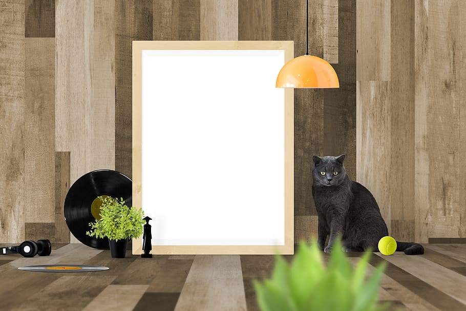 gato azul ruso, maqueta de póster, maqueta, póster, marco, plantilla, interior, foto, en blanco, espacio