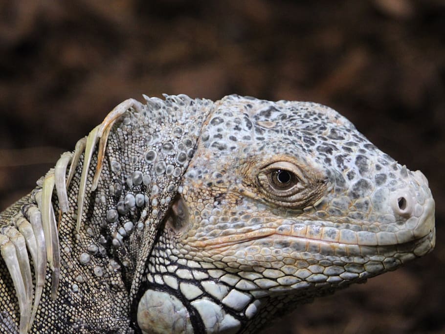 reptile, eye, close-up, lizard, head, animal, animal themes, one animal ...