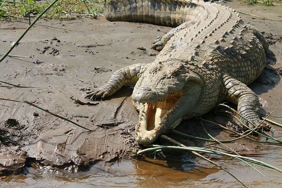 gray crocodile, crocodile, nile, ethiopia, lake chamo, reptile, animal themes, water, animals in the wild, animal wildlife