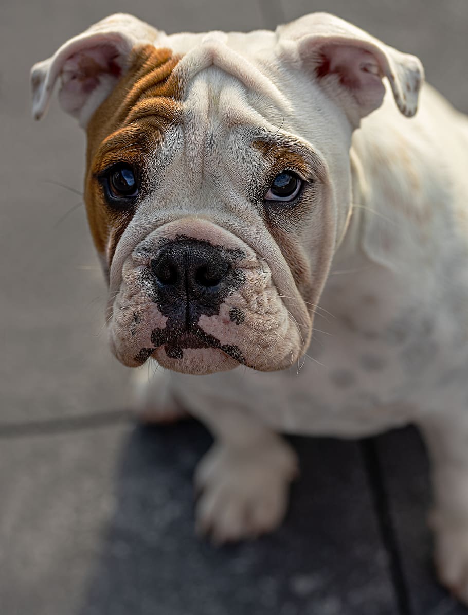 english bull doge, dog, pet, puppy, young, animal portrait, young animal, small, cute, animal