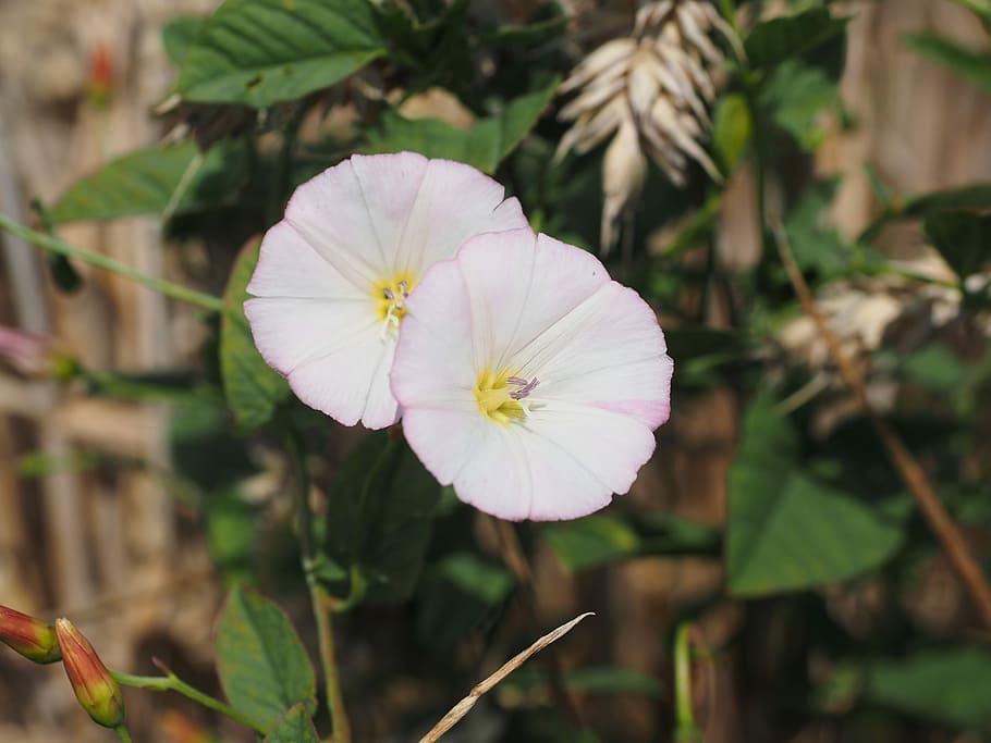 Bindweed, Flower, Blossom, Bloom, Pink, white, convolvulus arvensis, wind greenhouse, convolvulaceae, devil intestinal